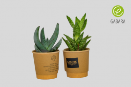 Aloes