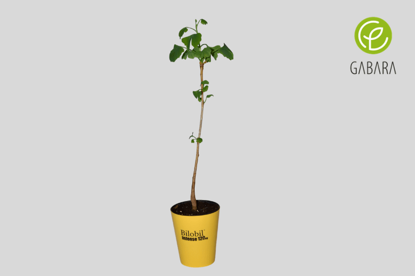 Projekt bez tytułu – 2019-05-02T184953.255