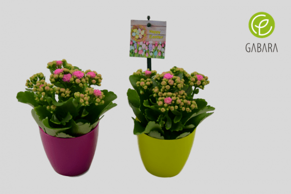 Kalanchoe w doniczce