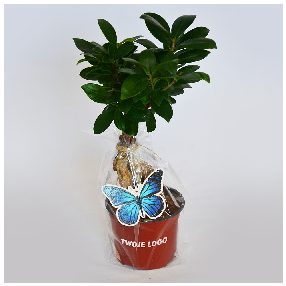 Ficus