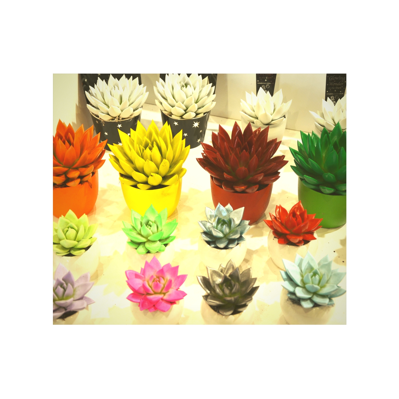 Kolorowe roślinki