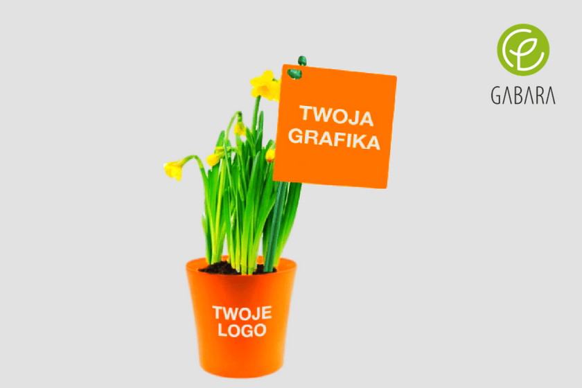 żonkile w doniczce 1