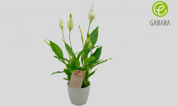 Skrzydłokwiat (spathapilium)