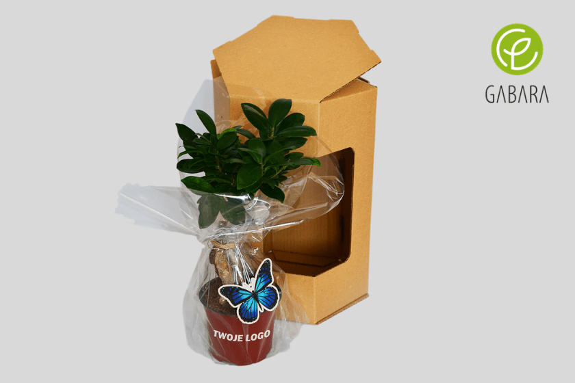 ficus w celofanie 2