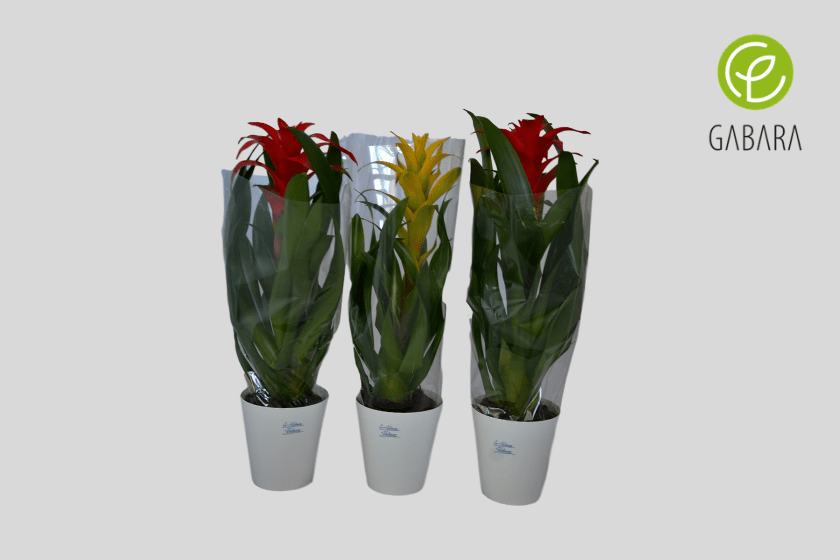 bromelia 5