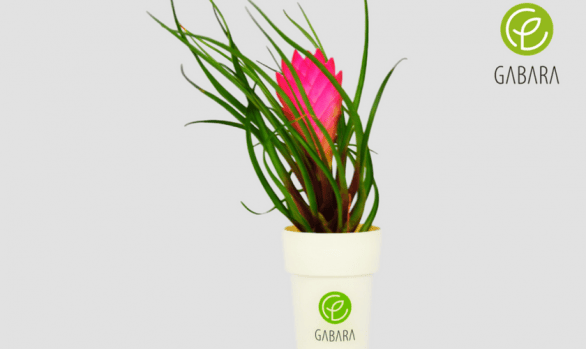 Bromelia reklamowa