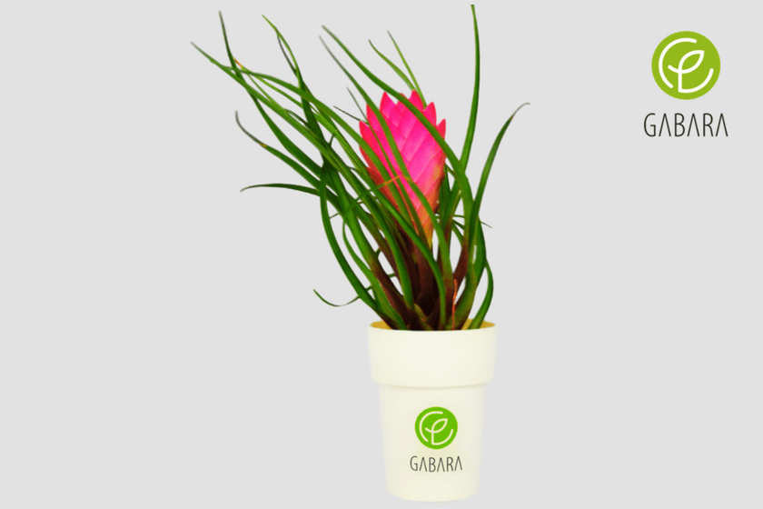 bromelia 1