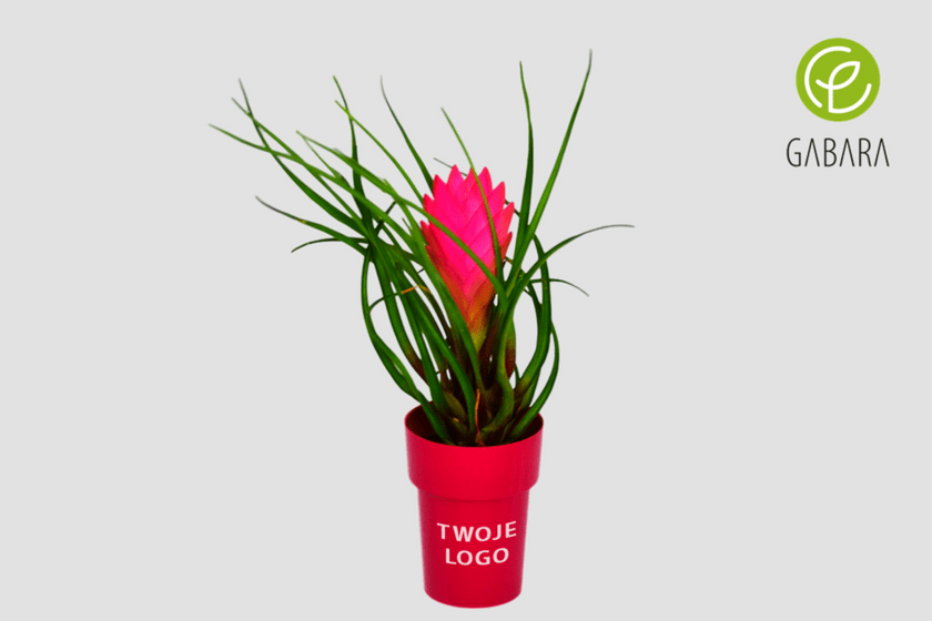bromelia 2