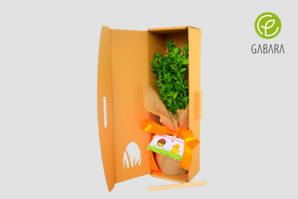 Boxwood tree in cardboard box