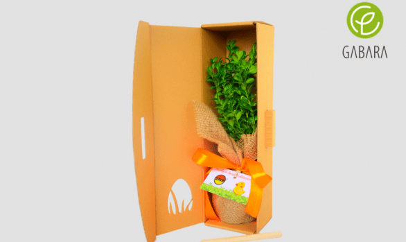 Boxwood tree in cardboard box