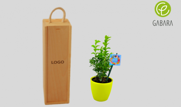 Promotional boxwood tree