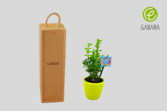 Promotional boxwood tree