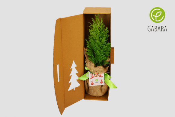 Christmas tree in cardboard box