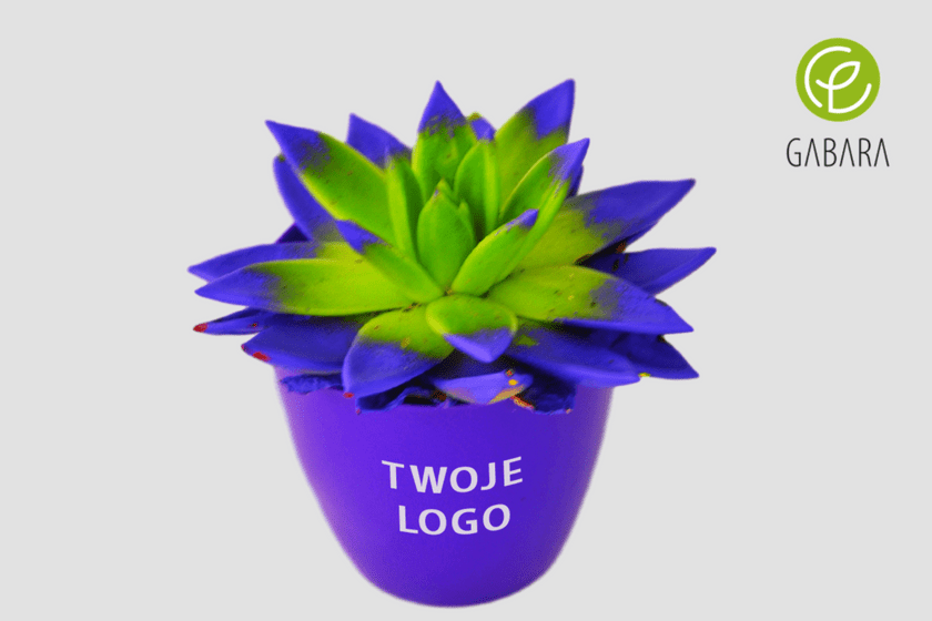 eszeweria 1
