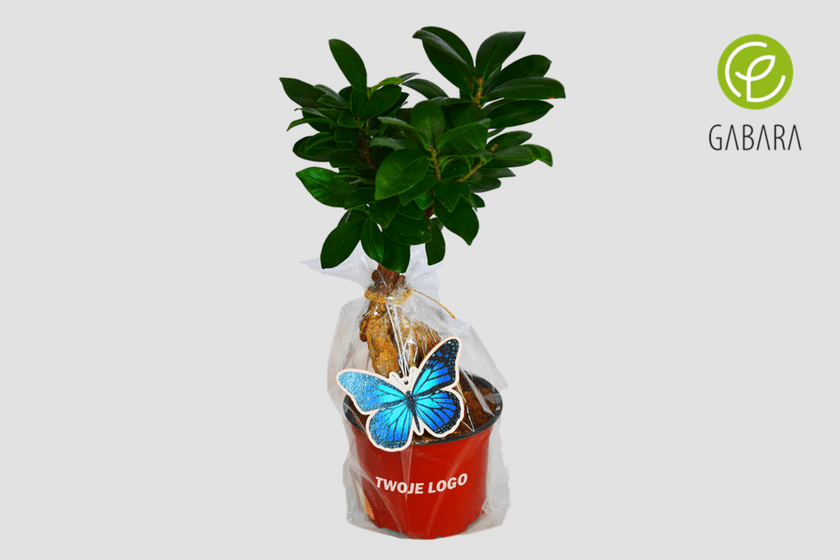 ficus w celofanie 1