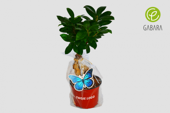 Promotional Ficus in cellophane