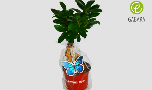 Promotional Ficus in cellophane