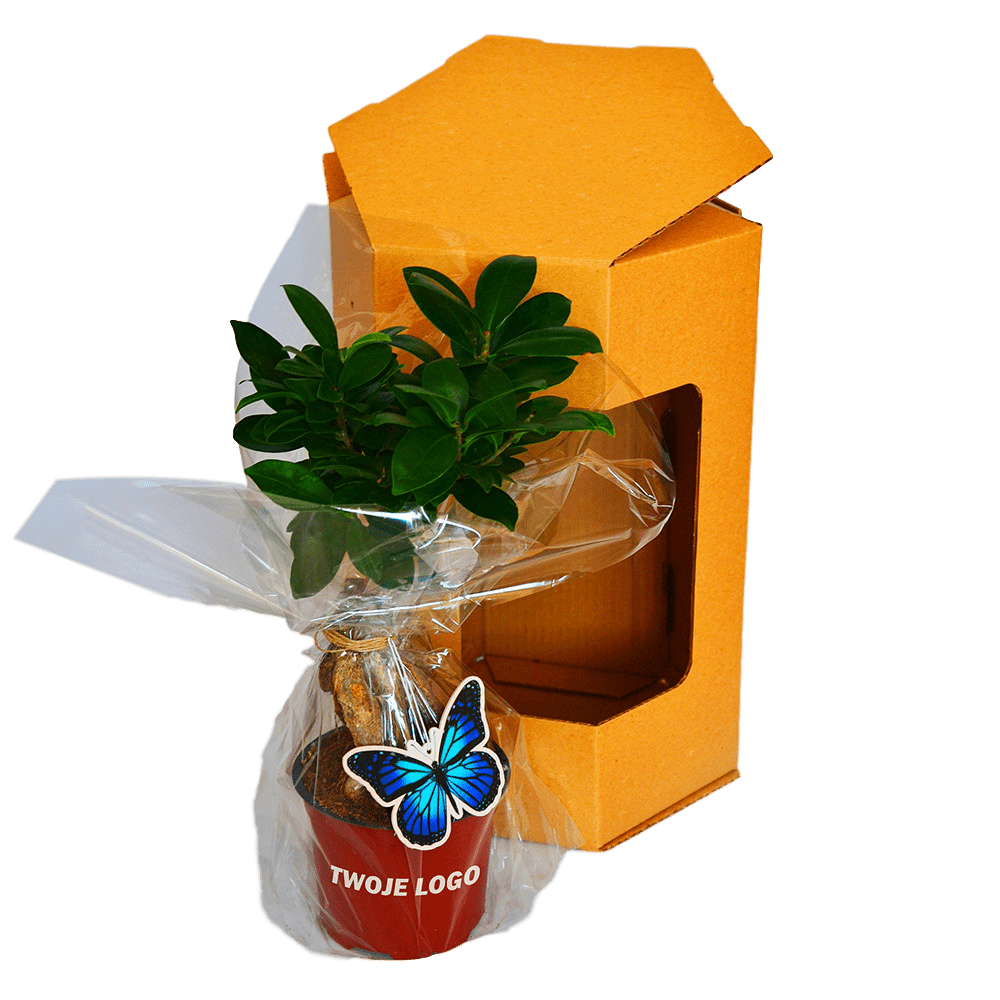 ficus w kartonie