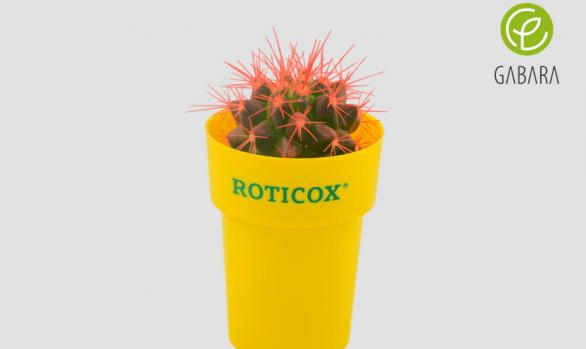 Promotional cactuses