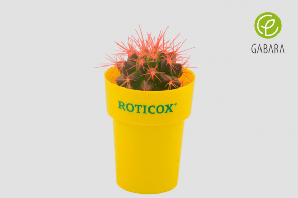 Promotional cactuses