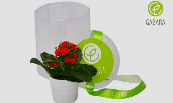 Promotional Kalanchoe