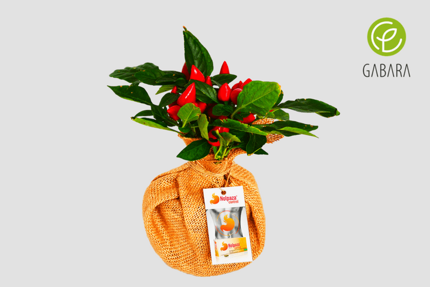 papryka ozdobna 1