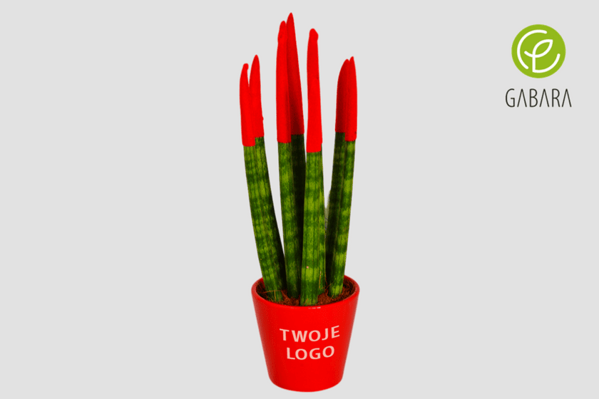 sansevieria 1