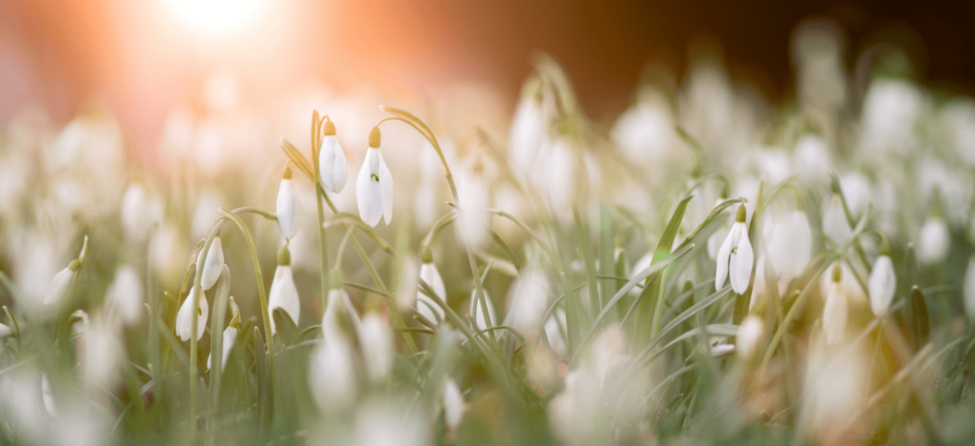 spring