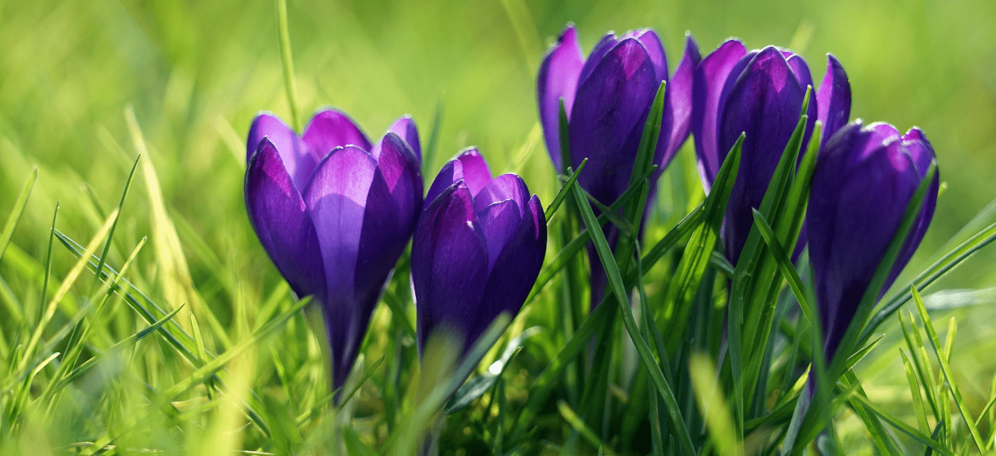spring krokusy