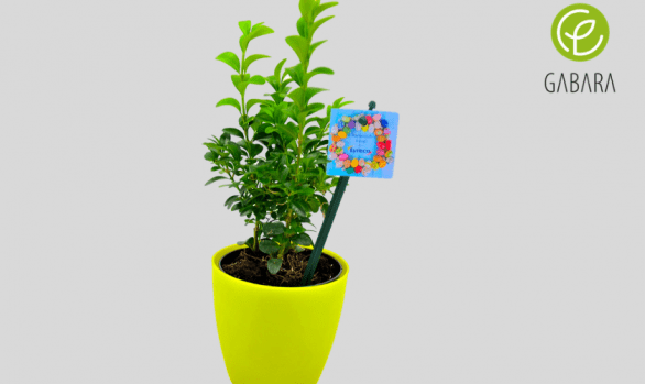 Ester plants in a pot