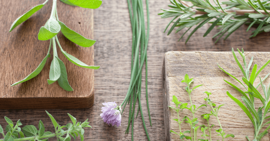 herbs cover