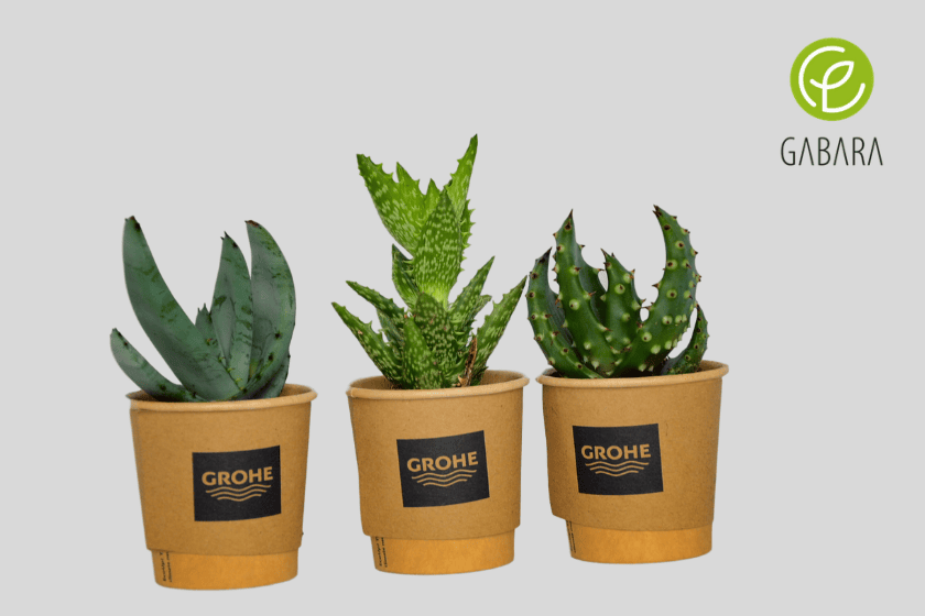 aloes 5