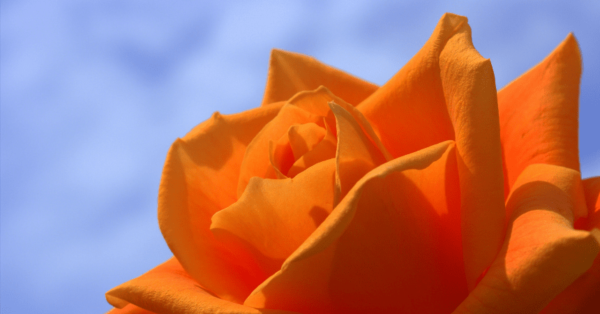 rose cover