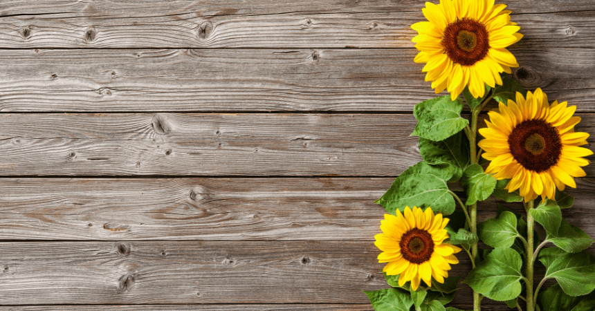 sunflower cover
