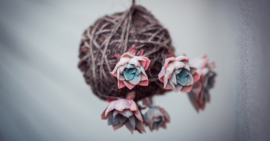 kokedama
