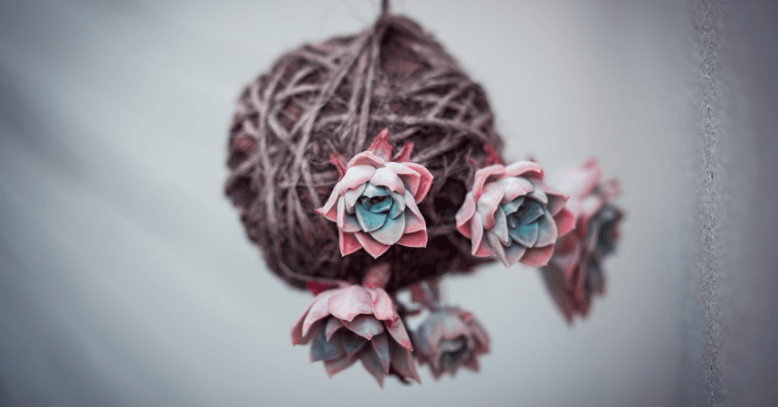 kokedama