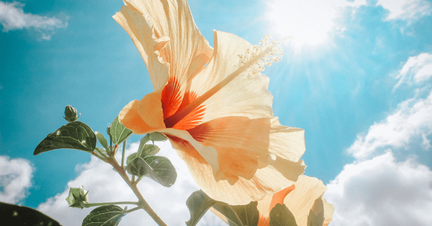 hibiskus