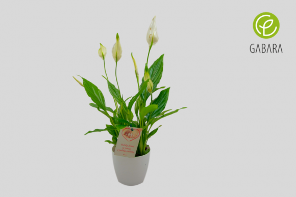 Skrzydłokwiat (spathapilium)