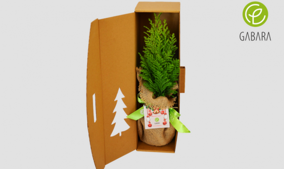 Christmas tree in cardboard box