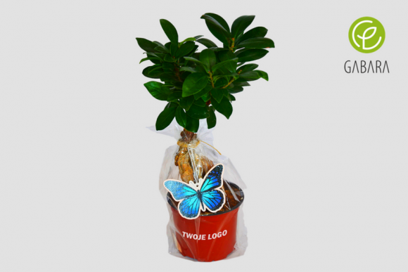 Ficus bonsai w celofanie