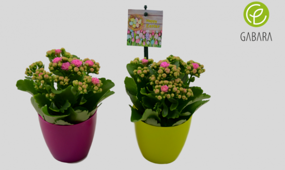 Kalanchoe w doniczce
